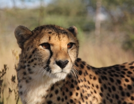 Update on Action for the Wild’s Collared Carnivores in Namibia March 2014