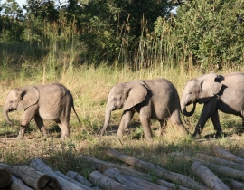 Update from Action for the Wild’s Supported Elephant Orphanage Project
