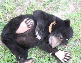 Four More Sun Bears Join the Cambodian Bear Sanctuary