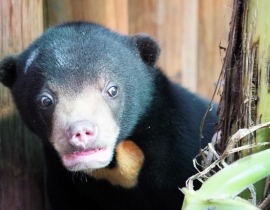 Never a dull moment at the Cambodian Bear Sanctuary