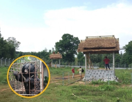 Bear rescues continue in Laos