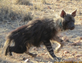 Brown hyena collared thanks to Action for the Wild funds