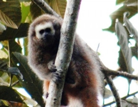 Newsletter from Proycecto Mono Tocón on the San Martin titi monkey