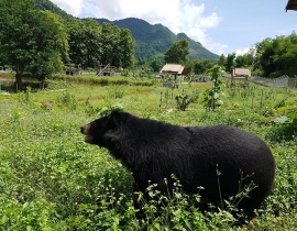 Free the bears continue to work to develop the Luang Prabang Wildlife Sanctuary