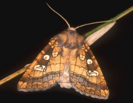 Fisher’s Estuarine moth report 2013